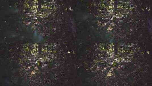 户外森林绿色植物高清在线视频素材下载