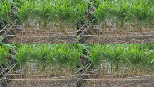 甘蔗种植高清在线视频素材下载