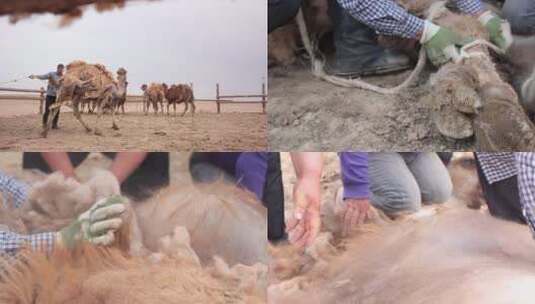 骆驼夏季拔毛高清在线视频素材下载