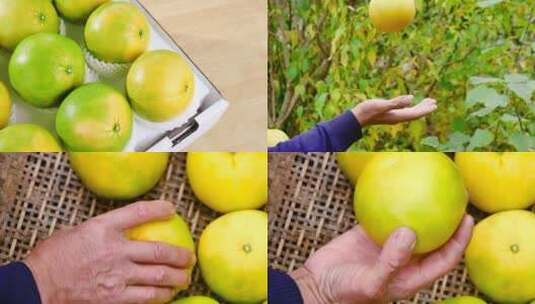 青皮葡萄柚高清在线视频素材下载