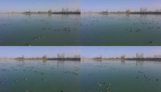 冬天农村水库鸭群高清在线视频素材下载