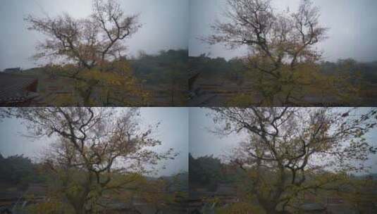 晨雾下的古朴侗寨高清在线视频素材下载