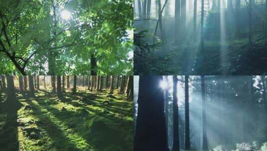 森林绿化植物阳光逆光晨雾树林高清在线视频素材下载