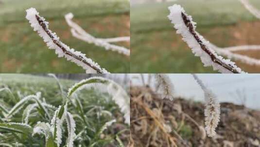 植物上的霜视频合集高清在线视频素材下载