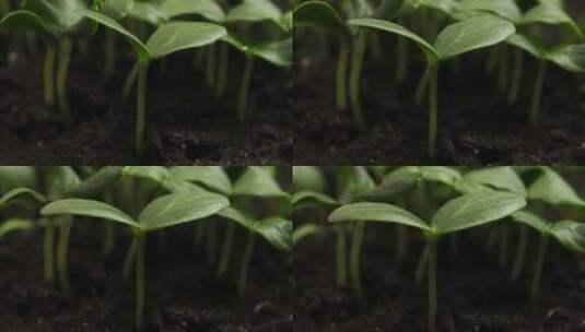 黄豆生长过程高清在线视频素材下载