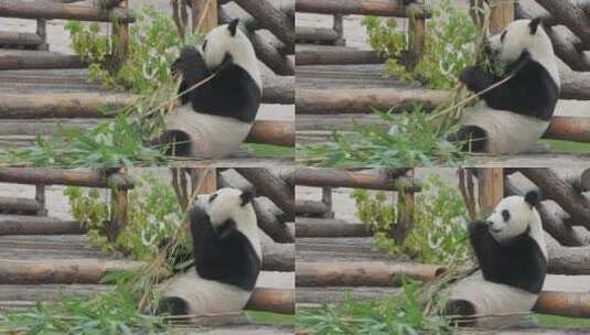 可爱的熊猫在园林吃竹子高清在线视频素材下载