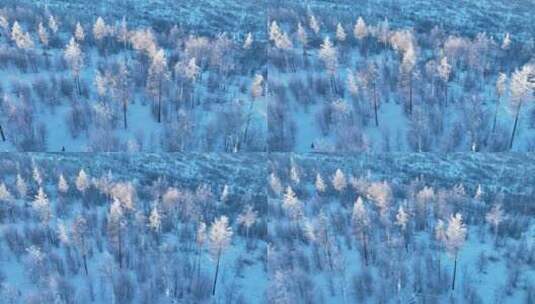 航拍林海雪原银装素裹的松林高清在线视频素材下载