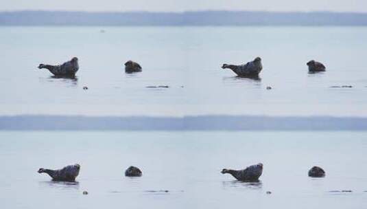 两只海豹躺在海里高清在线视频素材下载