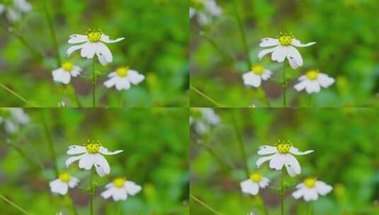 唯美画面鲜花白色花朵野花高清在线视频素材下载