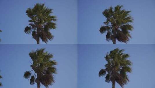 大风吹棕榄树高清在线视频素材下载