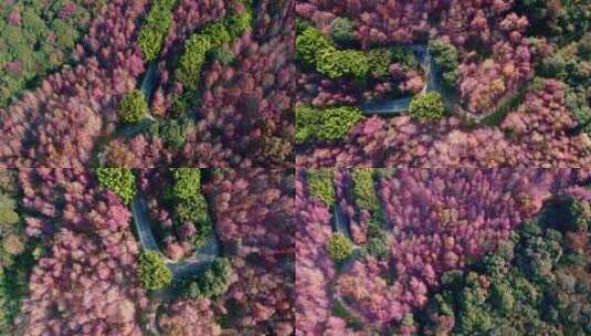 广州从化石门森林公园枫叶季绝美盘山路高清在线视频素材下载