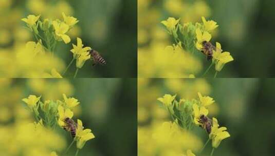 蜜蜂与油菜花高清在线视频素材下载