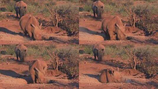 犀牛躺在地上的一个浅坑里高清在线视频素材下载