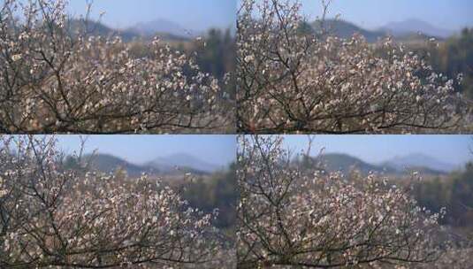 浙江湖州春日梅花梅园铁佛寺近景高清在线视频素材下载