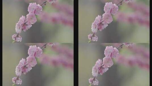 春天盛开的海棠花  樱花  花瓣落下高清在线视频素材下载