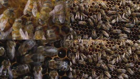 蜂蜜筑巢蜜蜂高清在线视频素材下载