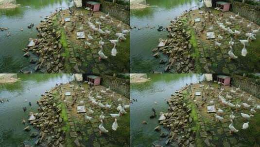 农村河边养鸭养鹅 鸭子大白鹅高清在线视频素材下载