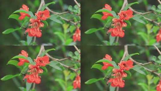 蜜蜂采蜜红石榴花石榴树红色花朵高清在线视频素材下载