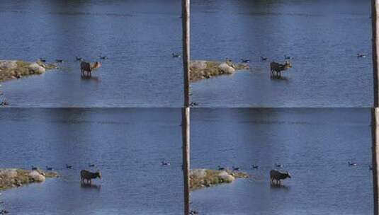 麋鹿雌性从湖里喝水高清在线视频素材下载