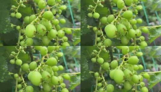 未成熟的葡萄高清在线视频素材下载