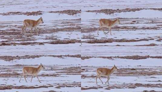 4K高清实拍高原野生动物藏羚羊高清在线视频素材下载