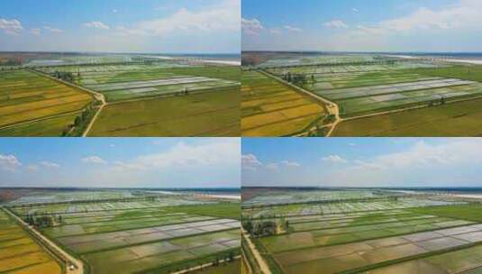 黄河岸边生态稻田高清在线视频素材下载