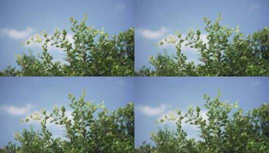 树梢蓝天空镜高清在线视频素材下载