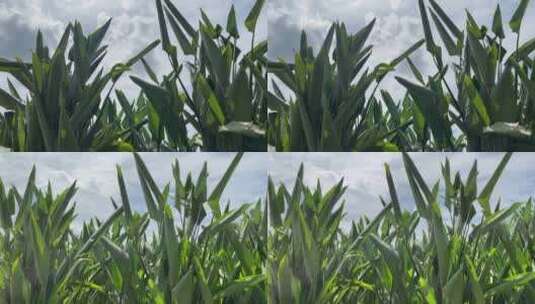 三农蓝天白云阳光下的农作物高清在线视频素材下载
