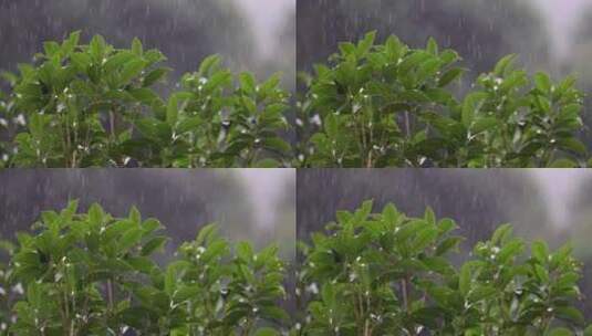 雨水落在绿叶上4k唯美升格慢镜高清在线视频素材下载
