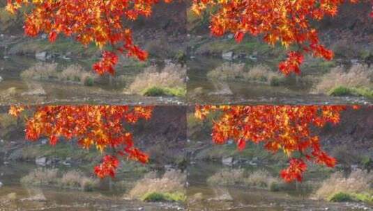 秋天河边的枫树红了高清在线视频素材下载