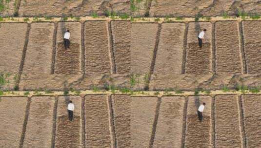 航拍男性农民用钉耙在田间锄地刨地高清在线视频素材下载