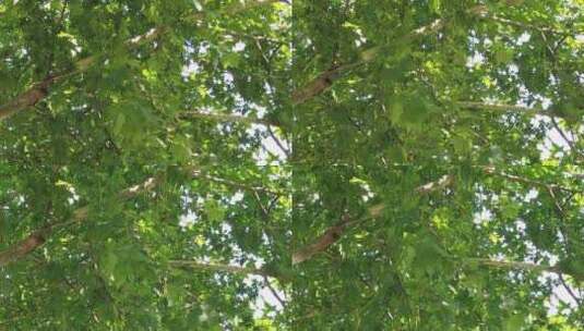 阳光下茂密树枝树叶植物枫叶实拍高清在线视频素材下载