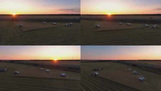 夕阳下收割机在水稻田收割稻谷航拍高清在线视频素材下载