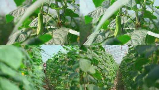 大棚黄瓜种植高清在线视频素材下载