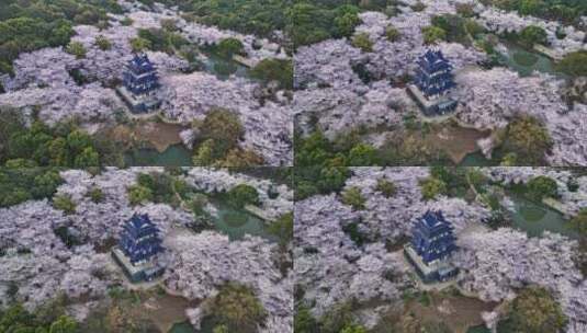 江苏 无锡 太湖 鼋头渚樱花 春天 旅游高清在线视频素材下载