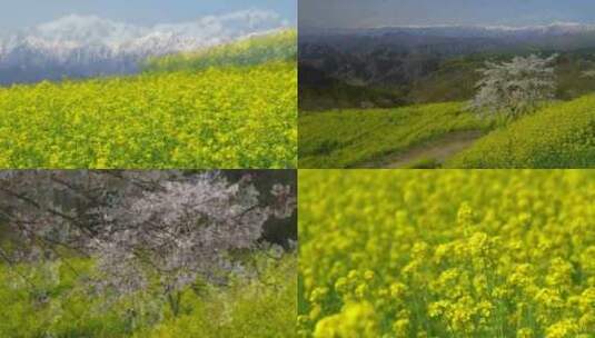 超清油菜花全景特写集合高清背景视频高清在线视频素材下载