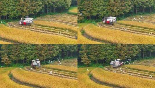 稻田收割 丰收场景 白鹭高清在线视频素材下载