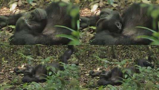 黑猩猩躺在地上特写高清在线视频素材下载