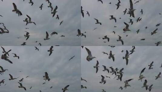 蓝天海鸥飞翔实拍高清在线视频素材下载
