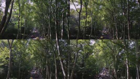 航拍南京梧桐大道两边的梧桐树阳光高清在线视频素材下载