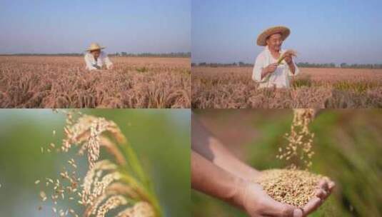 农业水稻丰收 希望高清在线视频素材下载
