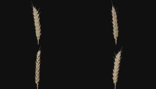 小麦小穗旋转Alpha通道高清在线视频素材下载