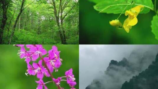 大自然鲜花蝴蝶雨后风光湖泊云雾缭绕高清在线视频素材下载