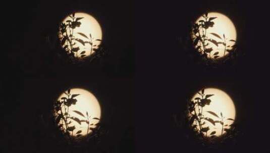 深夜晚凄美的月亮树叶剪影高清在线视频素材下载