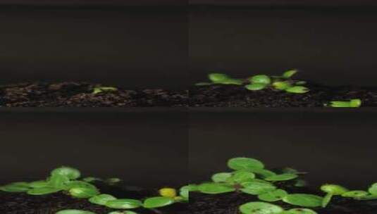 种子植物发芽生长延时摄影高清在线视频素材下载