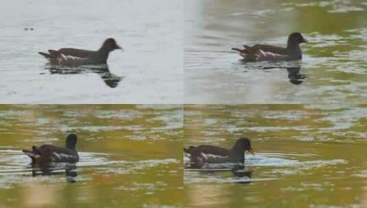 池塘湿地富营养化黑水鸡水鸟高清在线视频素材下载