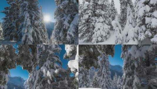 覆盖白雪的松树高清在线视频素材下载
