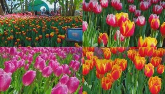 春天公园花圃花展鲜花郁金香合集高清在线视频素材下载