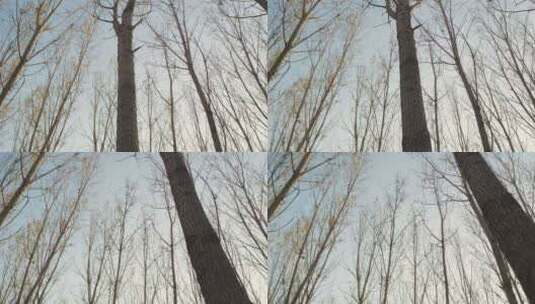 冬日落满枯叶树林高清在线视频素材下载