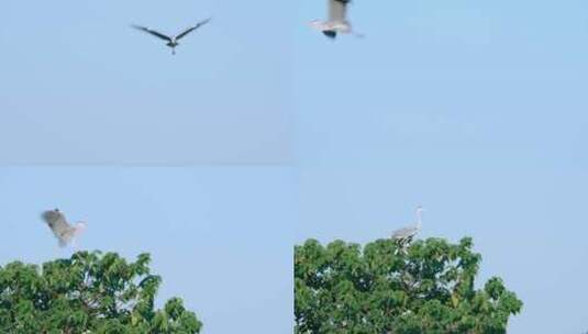 广州海珠湖公园白鹭野生鸟类动物高清在线视频素材下载